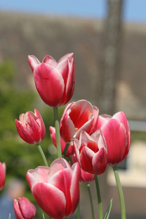 Tulipes a Morges 2007 - 193